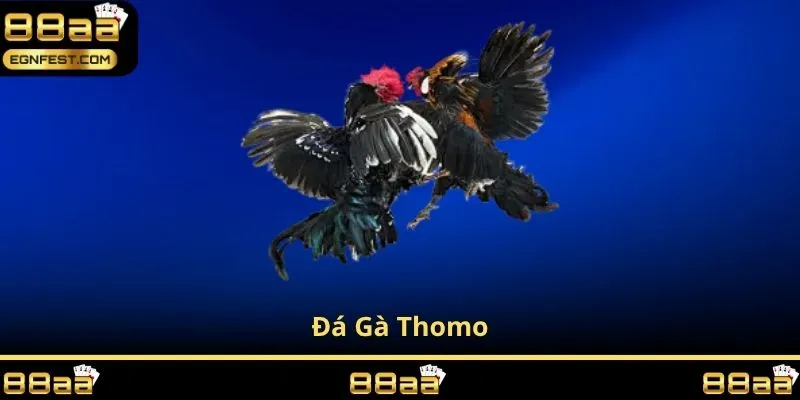 đá gà thomo
