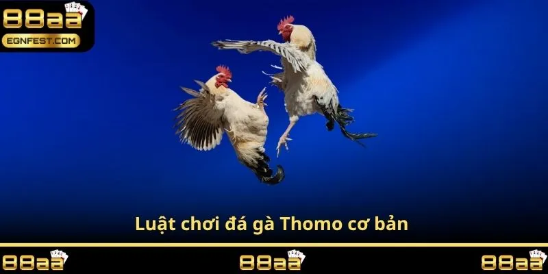 Luật chơi đá gà Thomo cơ bản 