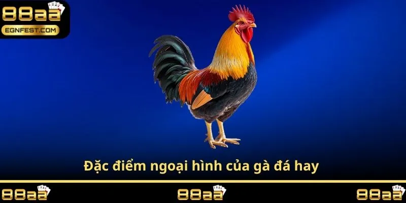 Đặc điểm ngoại hình của gà đá hay