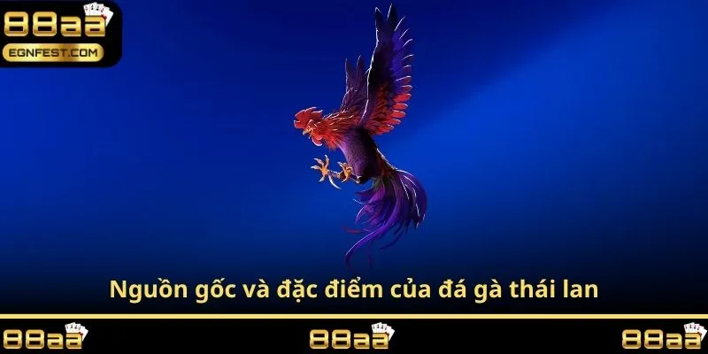 Nguồn gốc và đặc điểm của đá gà thái lan