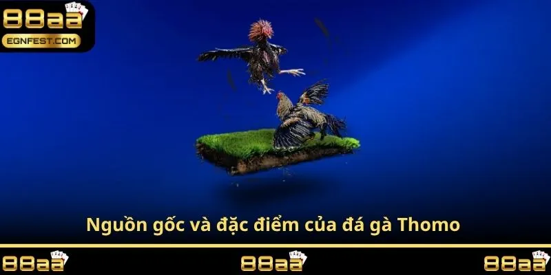 Nguồn gốc và đặc điểm của đá gà Thomo 