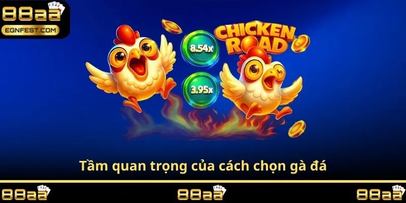 Tầm quan trọng của cách chọn gà đá